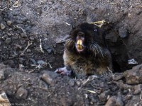 Small burrowing animal with giant teeth poking its head out of the ground.