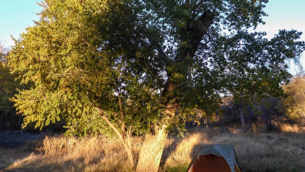 Tent pitched under a large tree