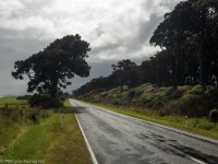 New Zealand Highway 6 after a rainstorm, a tree by the side of the road, clouds in the distance