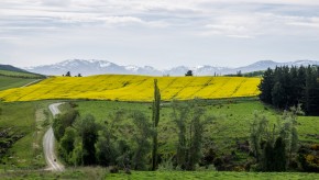 Yellow fields in background, green fields in foreground, mountains in the distance
